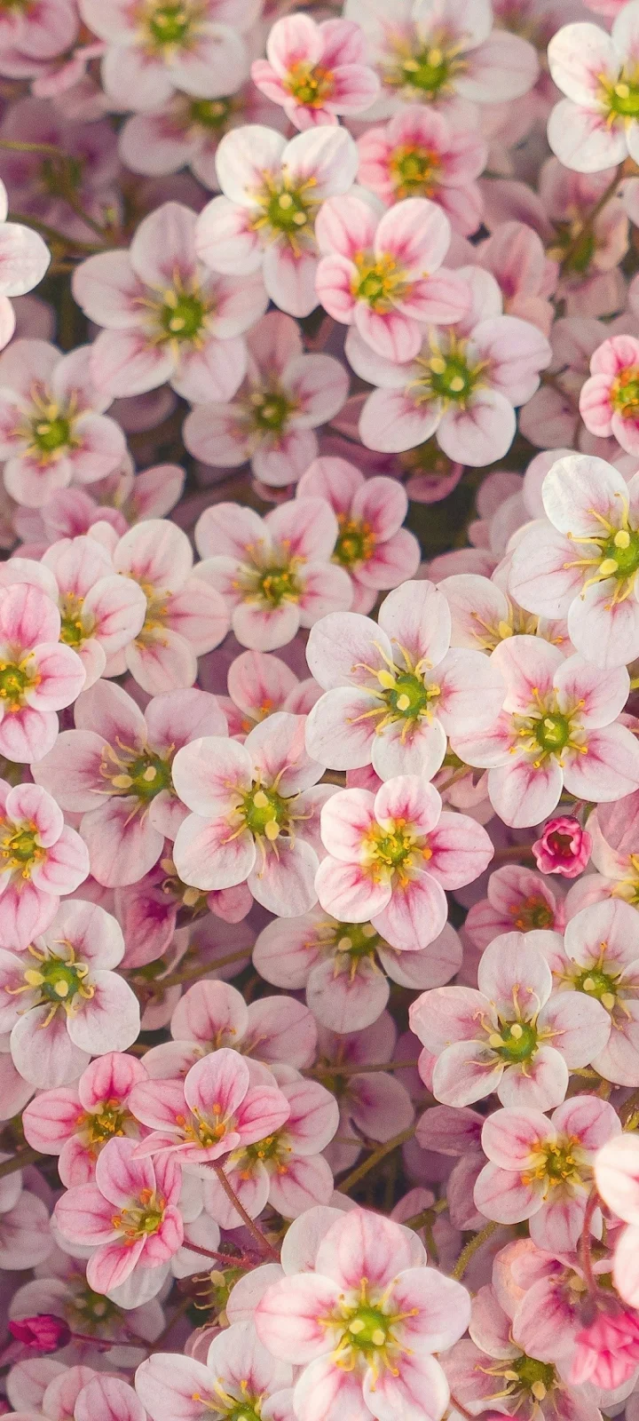 Blooming Pink Saxifrage Flowers - Nature Photography iPhone Wallpaper (1032x2293)