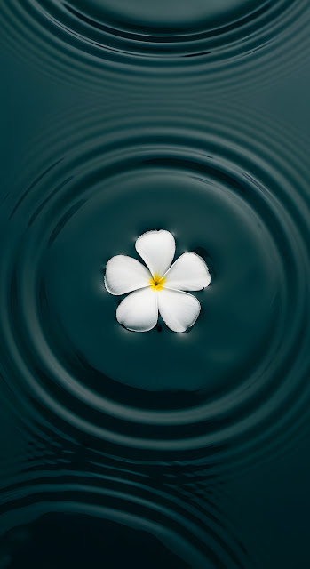 Single White Petal Flower Floating on Dark Teal Rippling Water Macro Shot - Free mobile Wallpaper