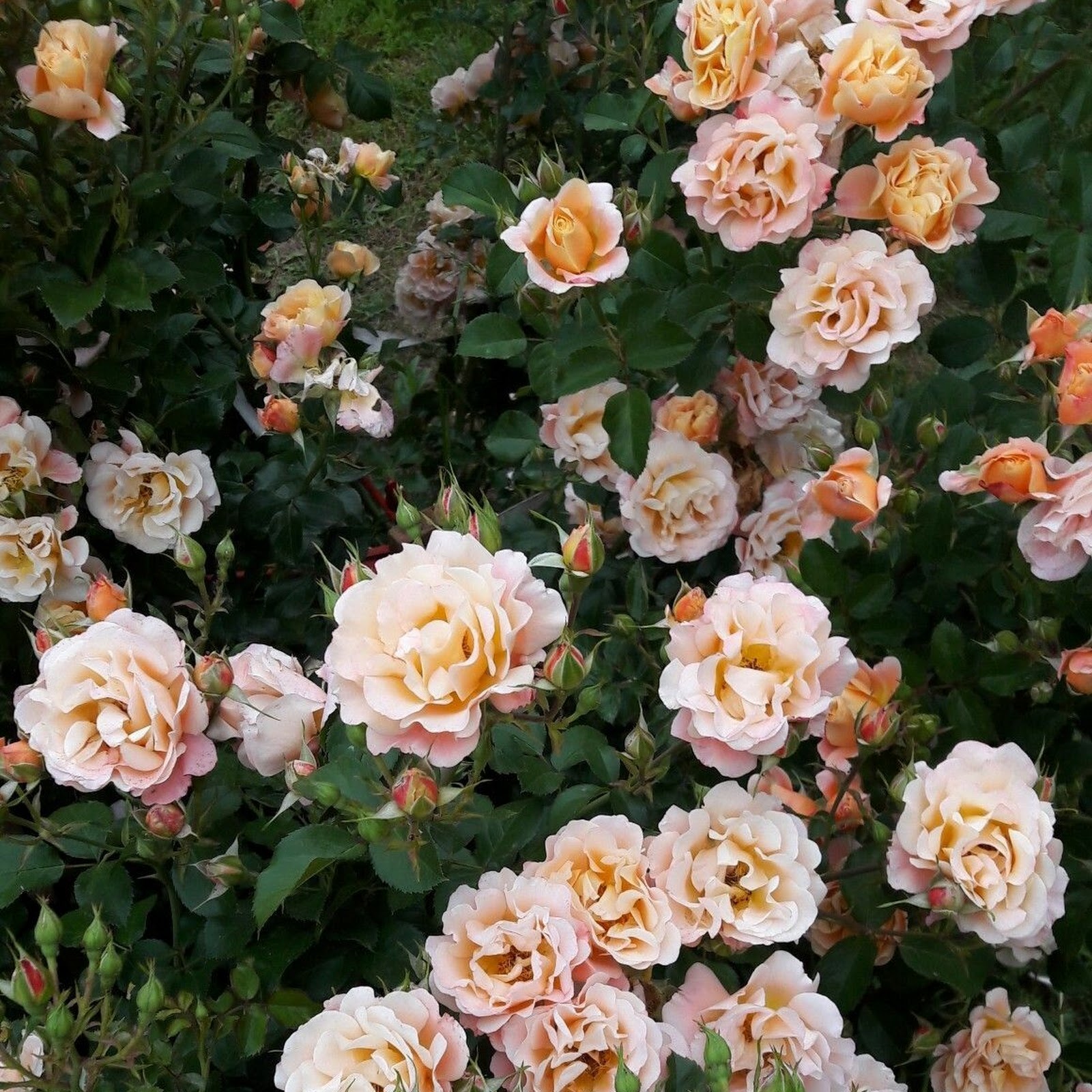 Download Peach Roses, Floribunda, Blooms, Rose Bush Full HD iPhone