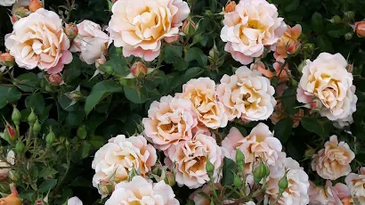 Peach Roses, Floribunda, Blooms, Rose Bush Full HD iPhone Wallpaper Background