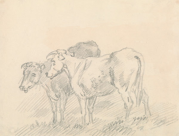 Two Cows