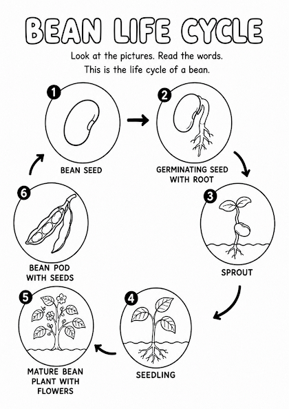 Bean Life Cycle Worksheet