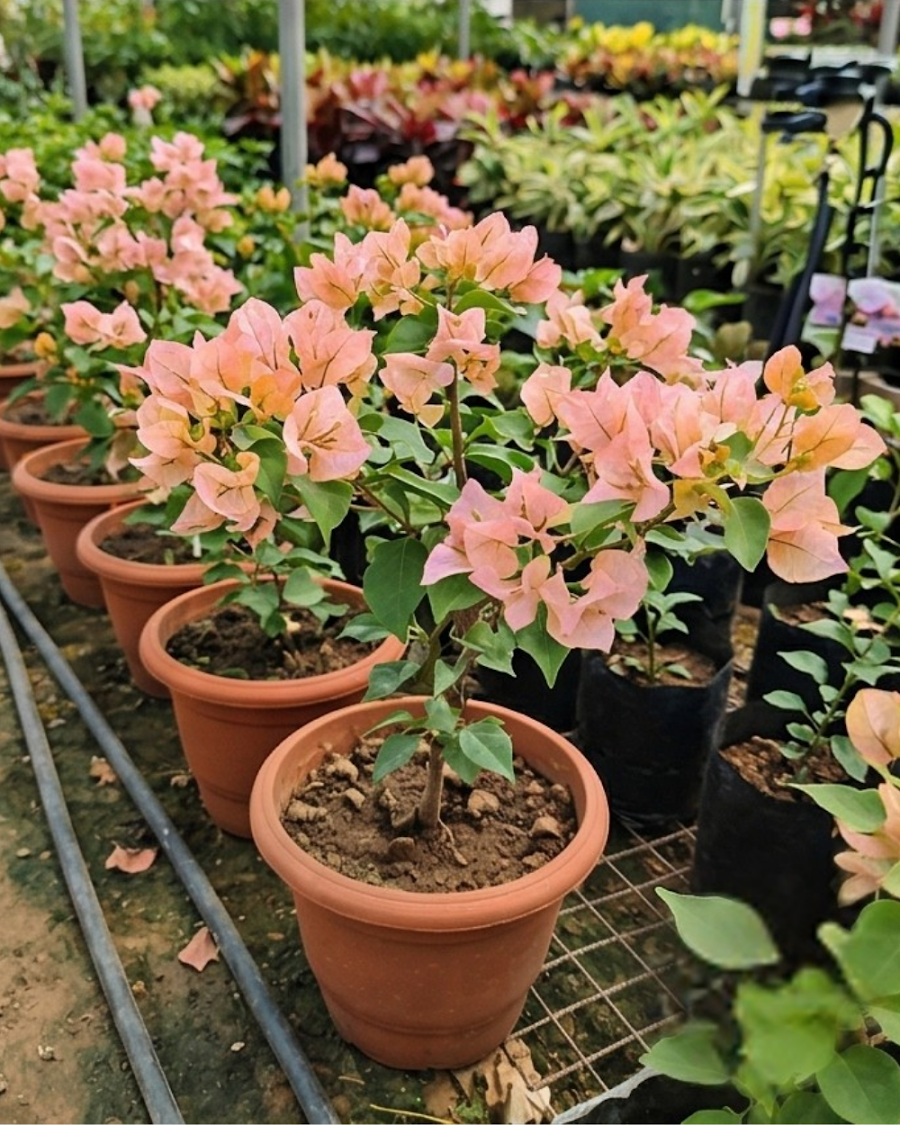 Imported Ada's Joy Bougainvillea Plant — view 6