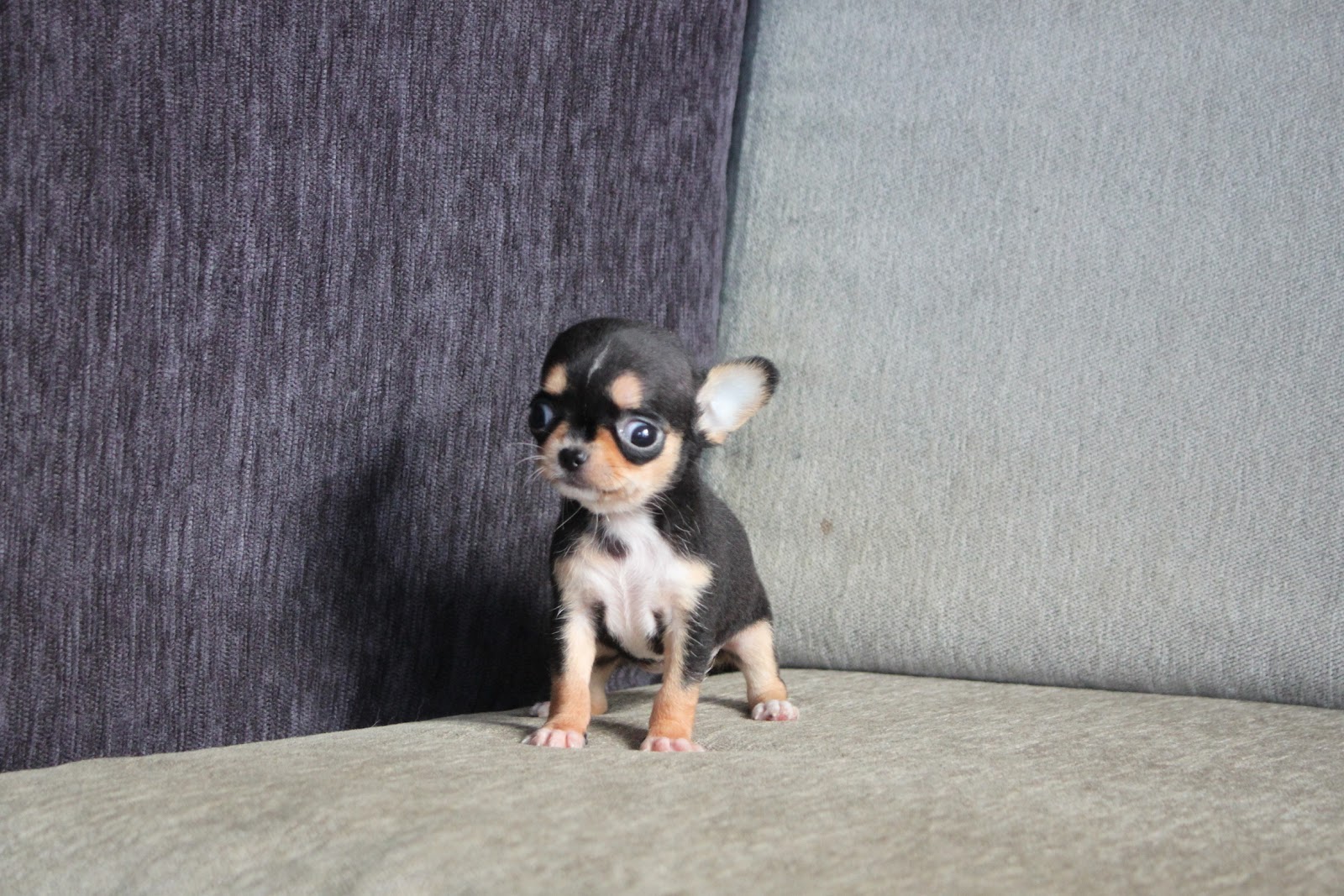 11/10出生 高端優質茶杯短毛吉娃娃黑四目妹妹