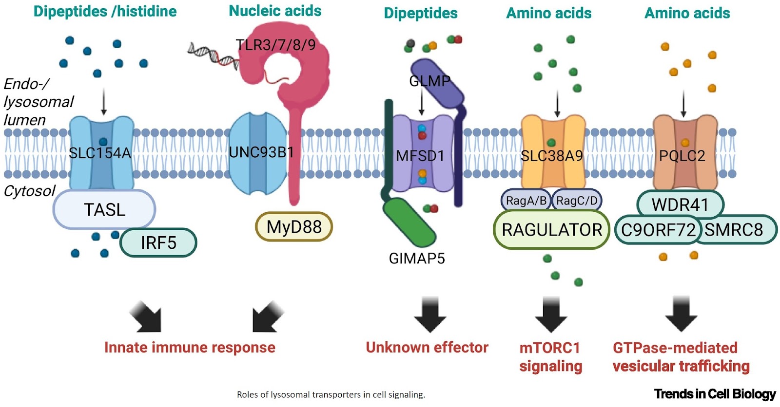 Roles of lysosomal small-molecule transporters in metabolism and signaling