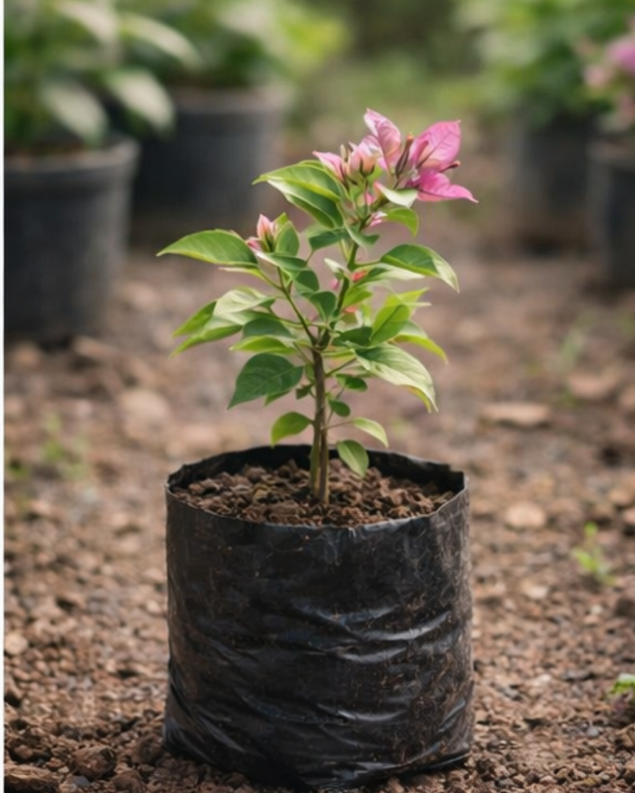 Imported Geisha Bougainvillea Plant — view 3