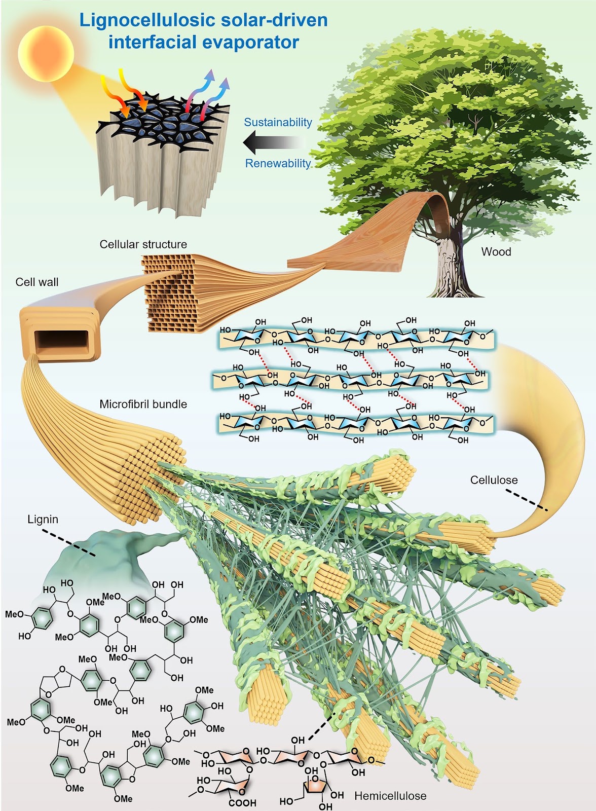 Engineering Renewable Lignocellulosic Biomass as Sustainable Solar-Driven Interfacial Evaporators