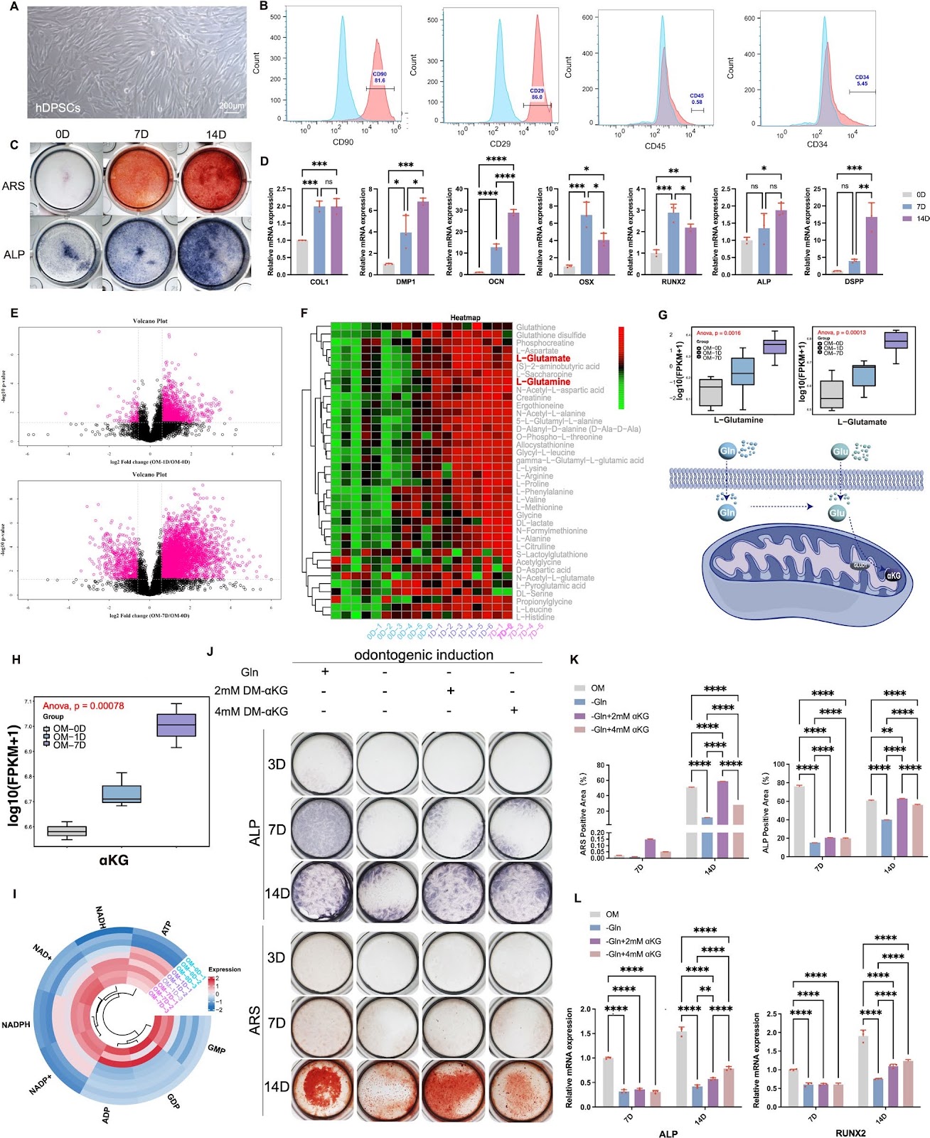 Glutamine-αKG axis affects dentin regeneration and regulates osteo/odontogenic differentiation of mesenchymal adult stem cells via IGF2 m6A modification
