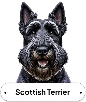 Scottish Terrier