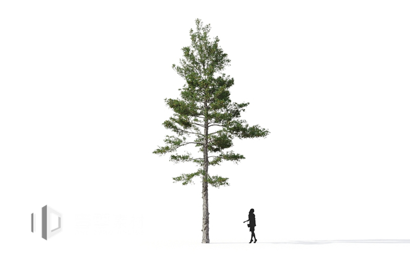 Maxtree - Plant Models Vol.9