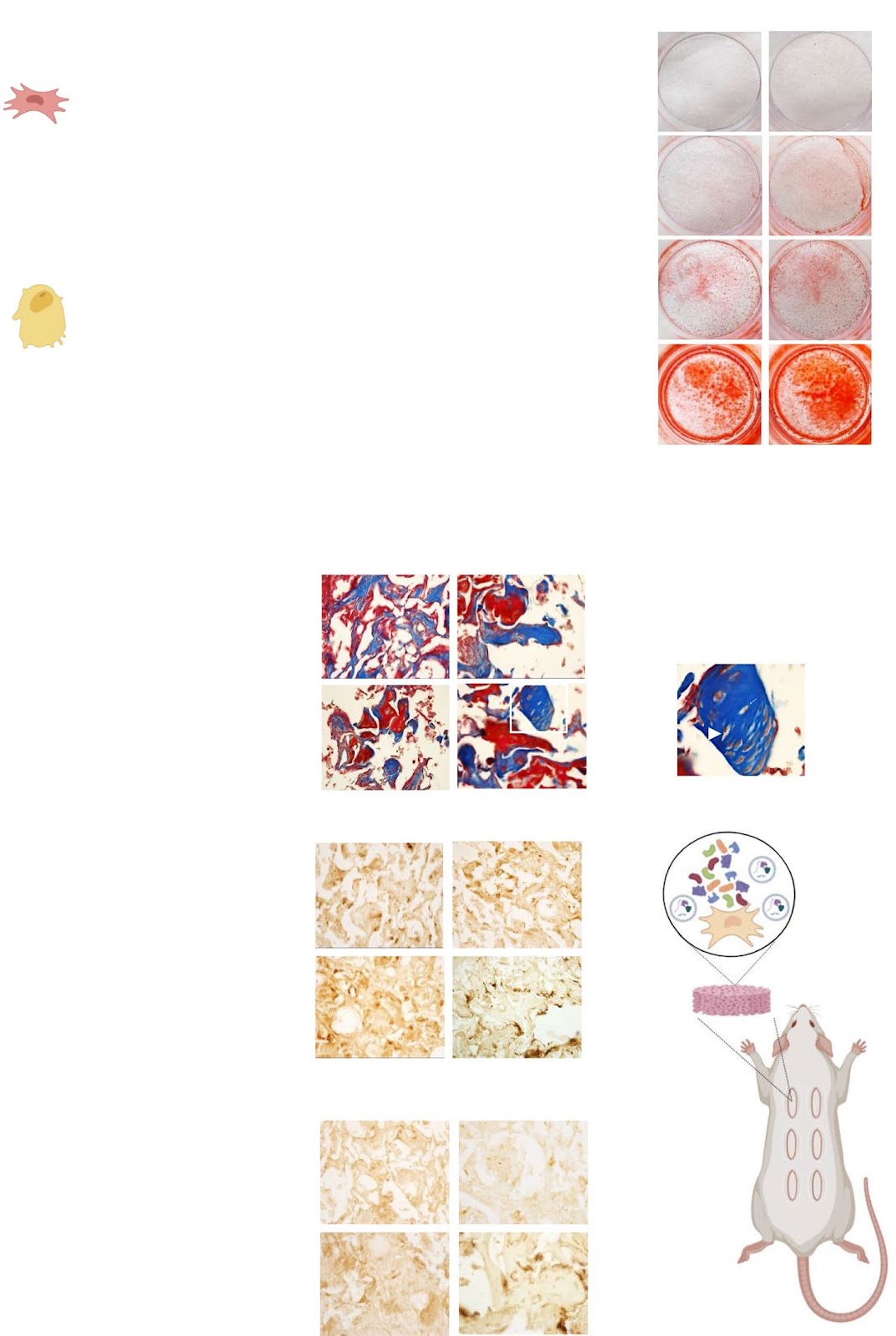 Paracrine activity of Smurf1-silenced mesenchymal stem cells enhances bone regeneration and reduces bone loss in postmenopausal osteoporosis