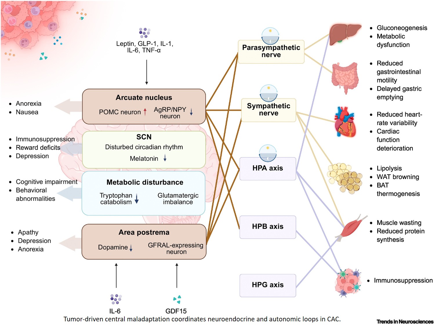The nervous system as a systemic organizer of cancer-associated cachexia