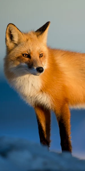 Fox Wild 4K iPhone Wallpaper Background
