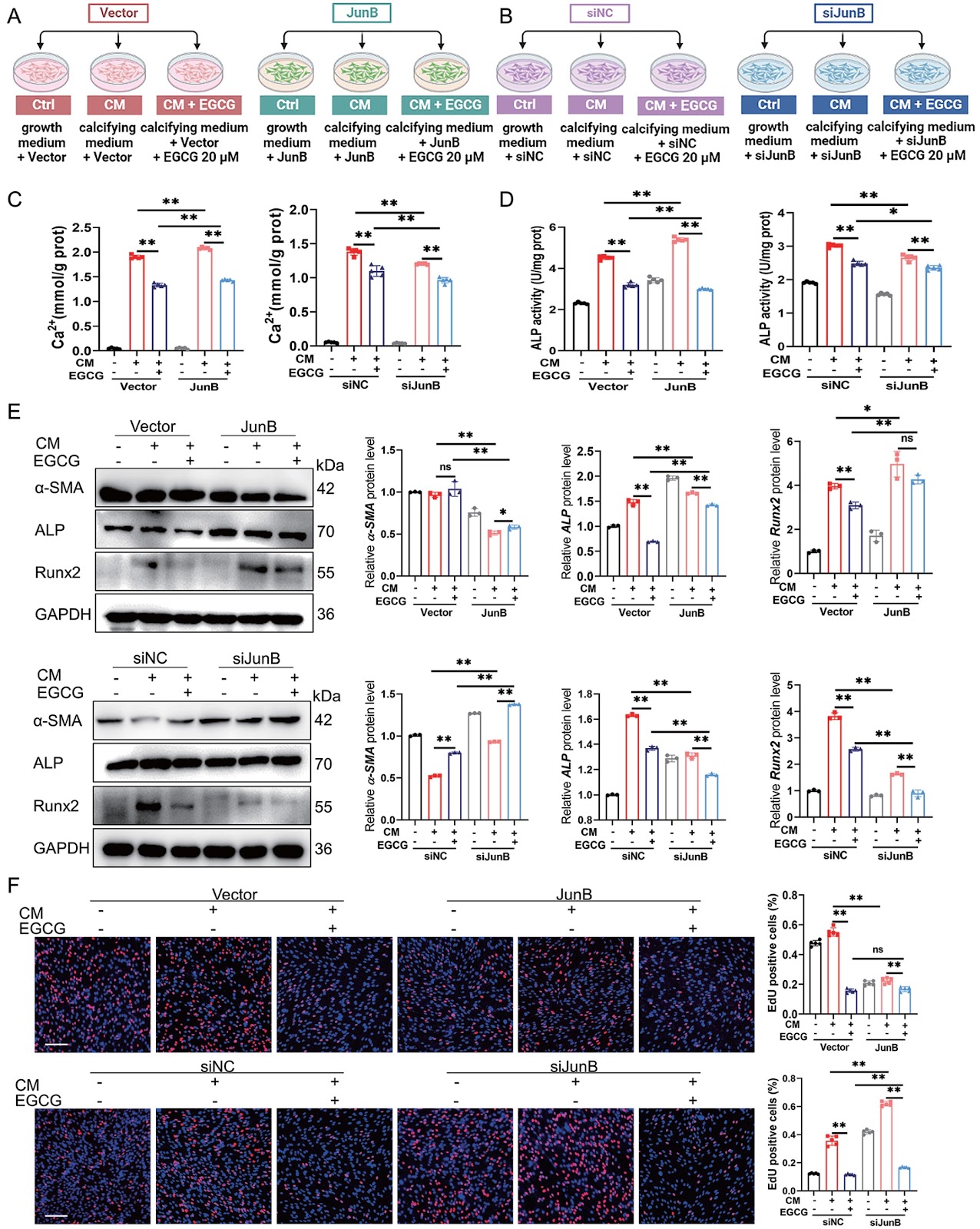 Epigallocatechin-3-gallate inhibits osteogenic differentiation of vascular smooth muscle cells through the transcription factor JunB
