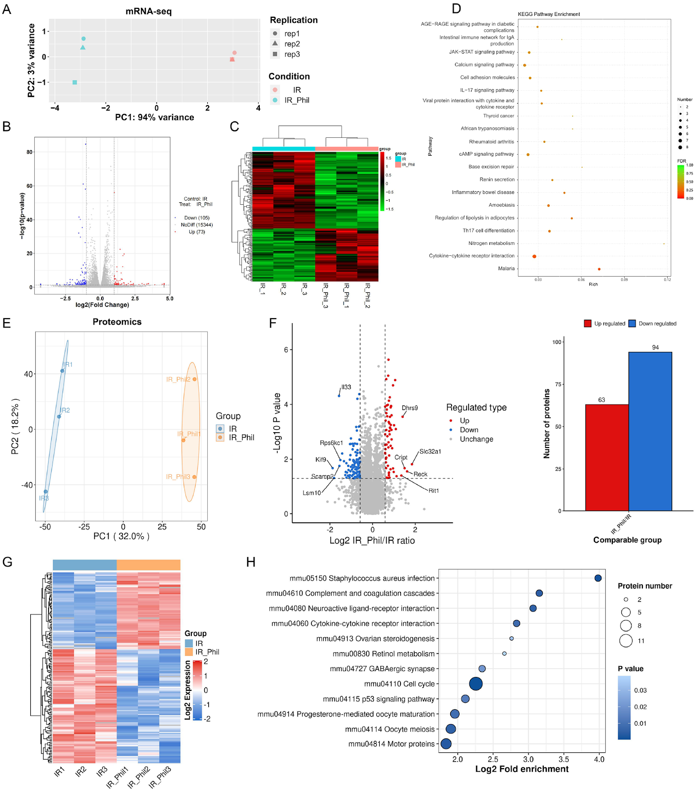 Phillyrin protects against myocardial ischemia/reperfusion injury by promoting KNL1 K605 acetylation to inhibit the p53/p21 pathway