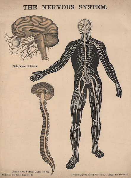 The Nervous System 1890