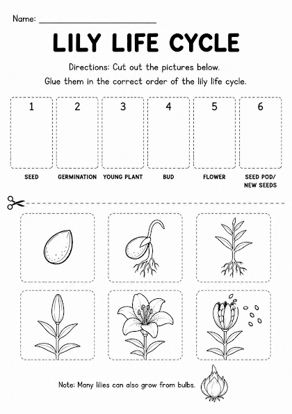 Lily Life Cycle Worksheet