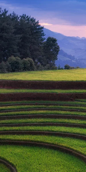 Rice Terraces, Vietnam, Landscape, Agriculture 4K Wallpaper Background