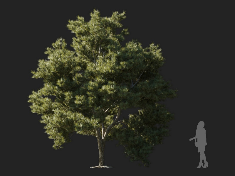 Maxtree - Plant Models Vol.127