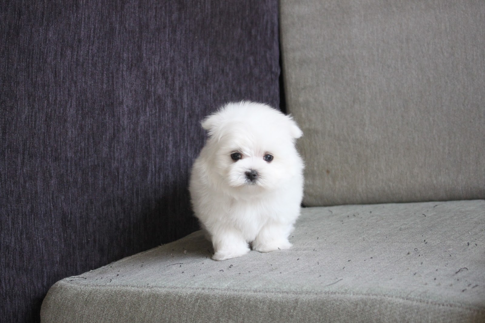 12/9出生 高端優質迷你瑪爾濟斯弟弟