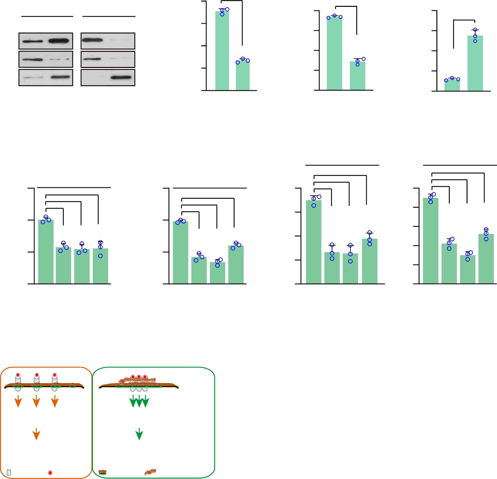 CD317 stabilizes TNFR1 and confers the anti-inflammatory functions of MSCs via NF-κB/TSG6 pathway