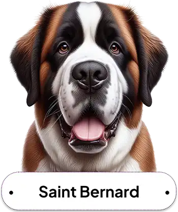 Saint Bernard