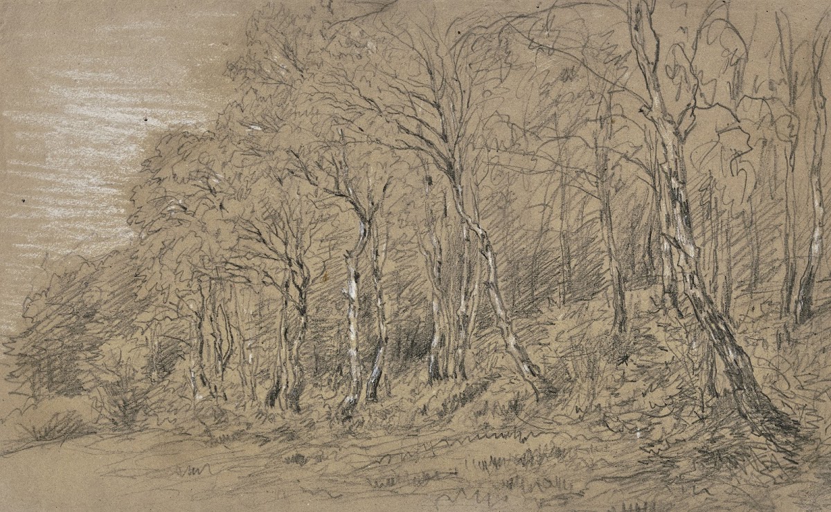 Birch trees at the edge of the forest