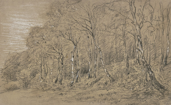 Birch trees at the edge of the forest