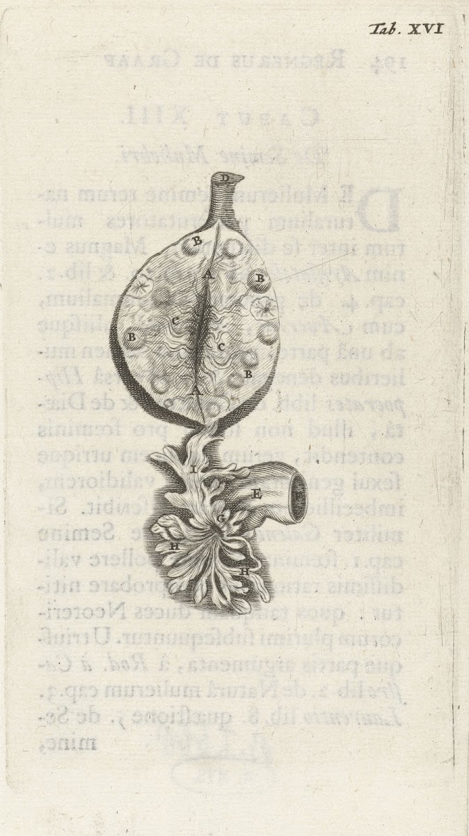 Anatomical illustration of an ovary 1672