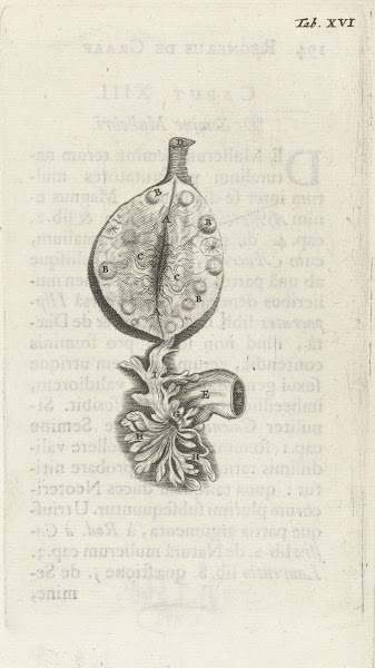 Anatomical illustration of an ovary 1672