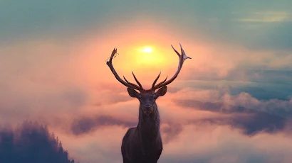 Hunting Aesthetic, Deer, Reindeer, Moose, Elk 2K iPhone Wallpaper Background