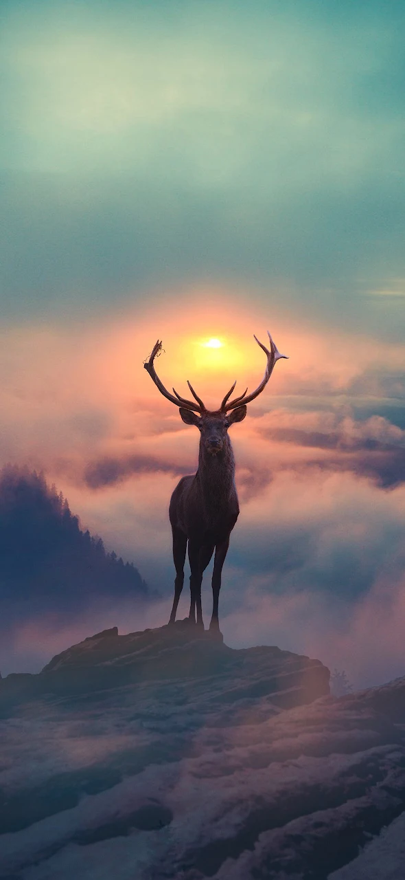 Hunting Aesthetic, Deer, Reindeer, Moose, Elk 2K iPhone Phone Wallpaper