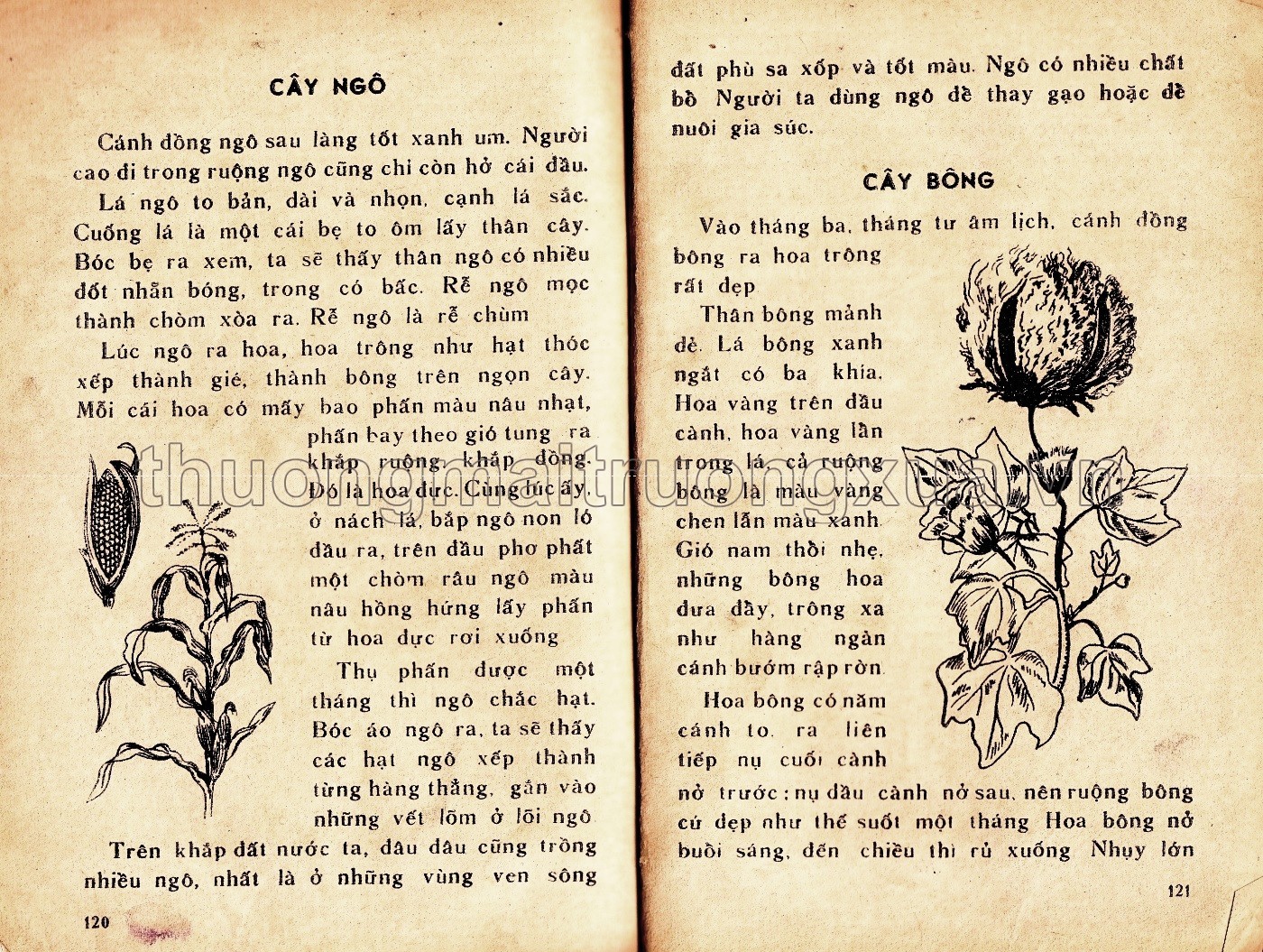 Tập đọc lớp 3 (tập 2)  - Trang 110