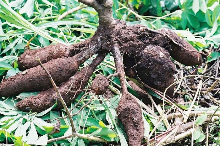 Độc tố nguy hiểm của loài cây nuôi sống triệu người, Việt Nam trồng nhiều - Báo Tri thức &amp; Cuộc sống