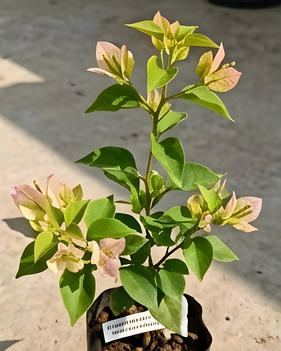 Imported Wajid Butterfly Bougainvillea Plant — view 4