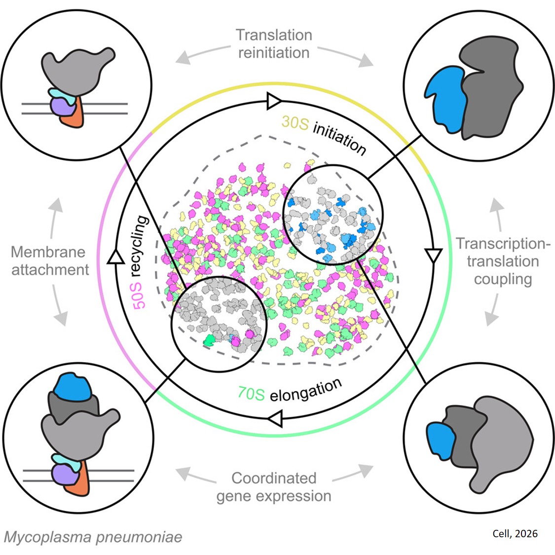 Single-cell visual proteomics of a minimal bacterium reveals structural coordination of gene expression machineries