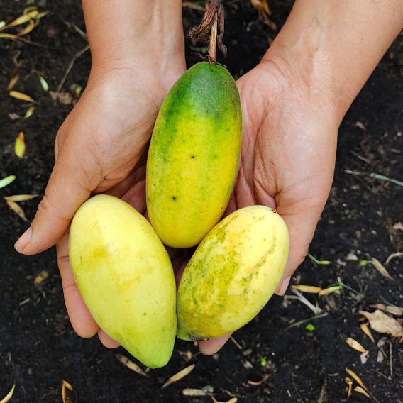 Comprar curuba silvestre orgánico