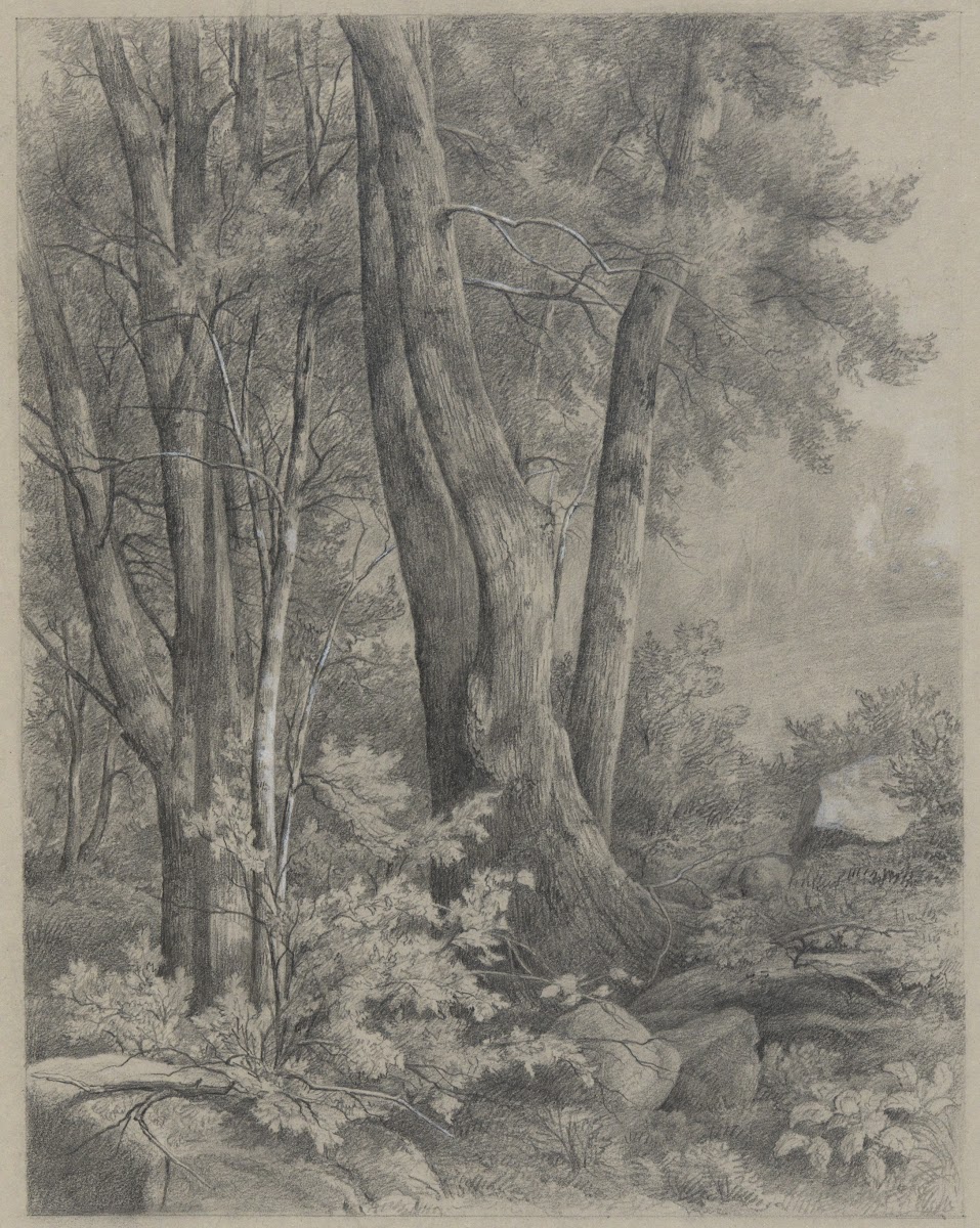 ForestTrees 19thcentury
