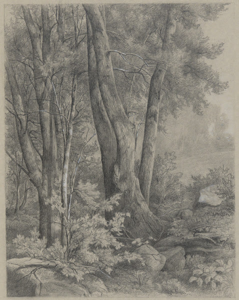 ForestTrees 19thcentury