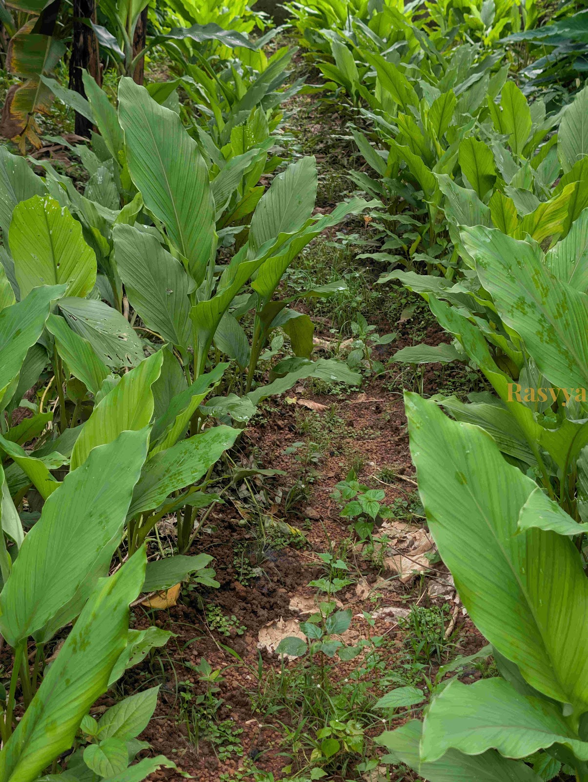 Turmeric growing in the farms of Rasvya
