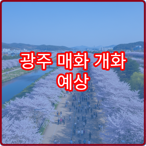 광주 매화 개화 예상 광주 봄 매화 절정