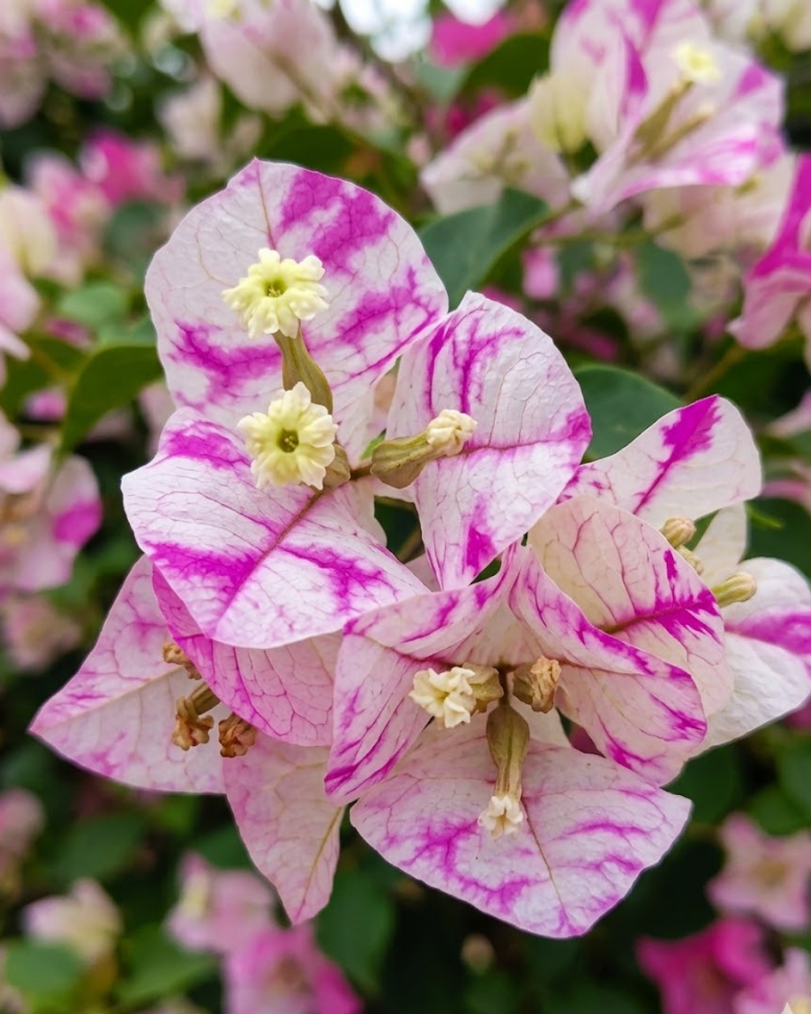 Imported Madonna Bougainvillea Plant — view 4