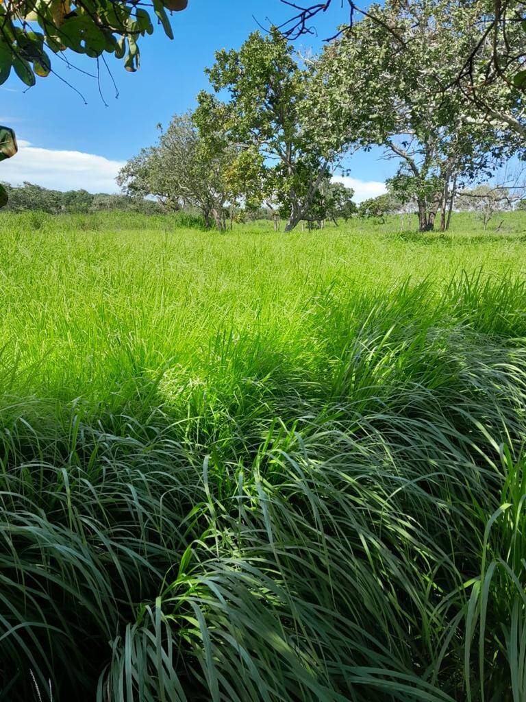 Fazenda em São Salvador do Tocantins - TO 2