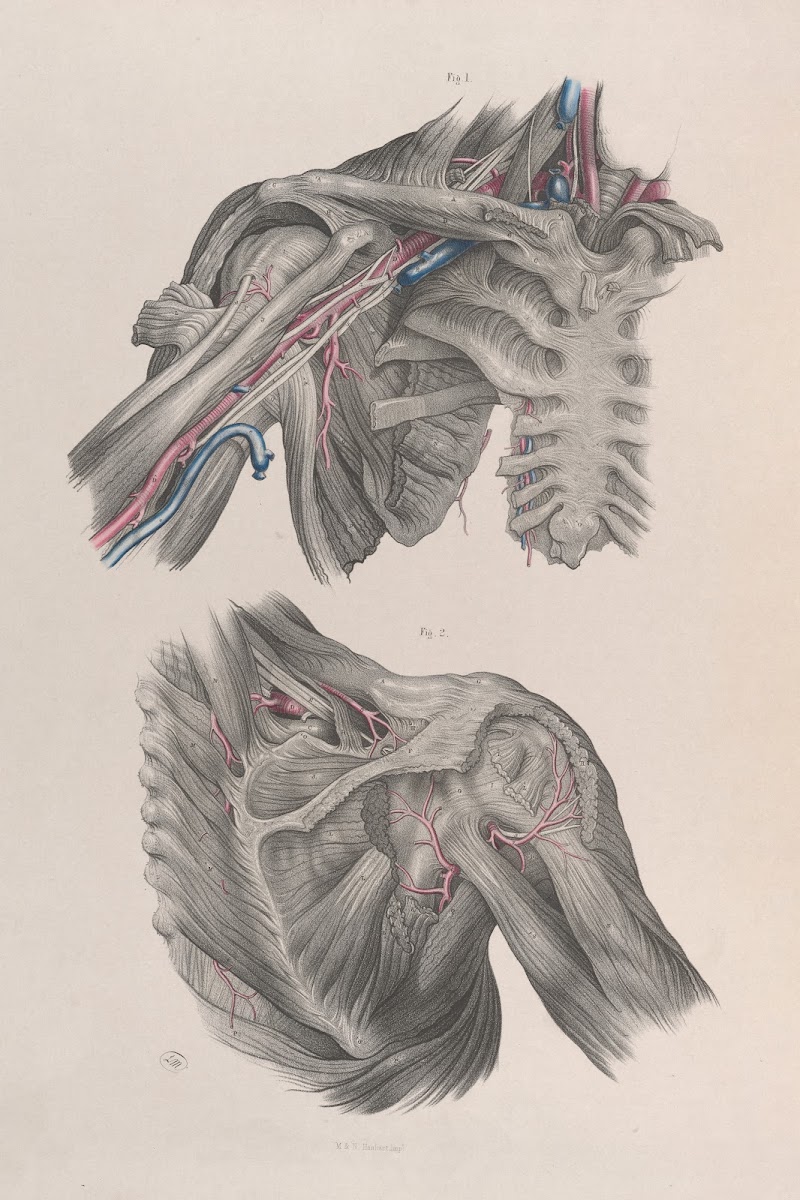 Surgical anatomy Pl11 1856