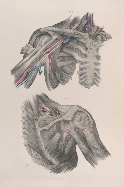 Surgical anatomy Pl11 1856