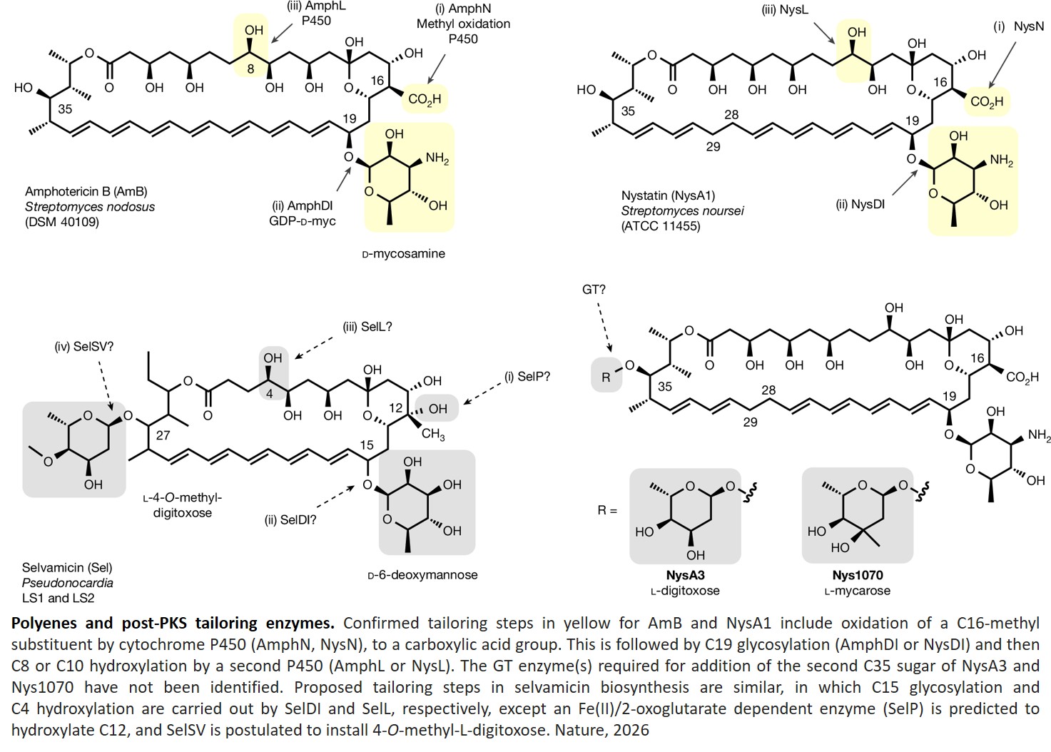 Enzymatic glycosylation and amidation reshapes polyene bioactivity
