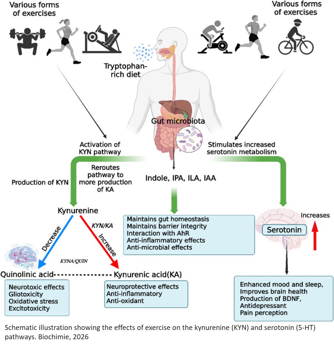 Exercise modulates tryptophan metabolism and supports healthy aging