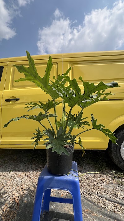 Trầu bà thanh xuân