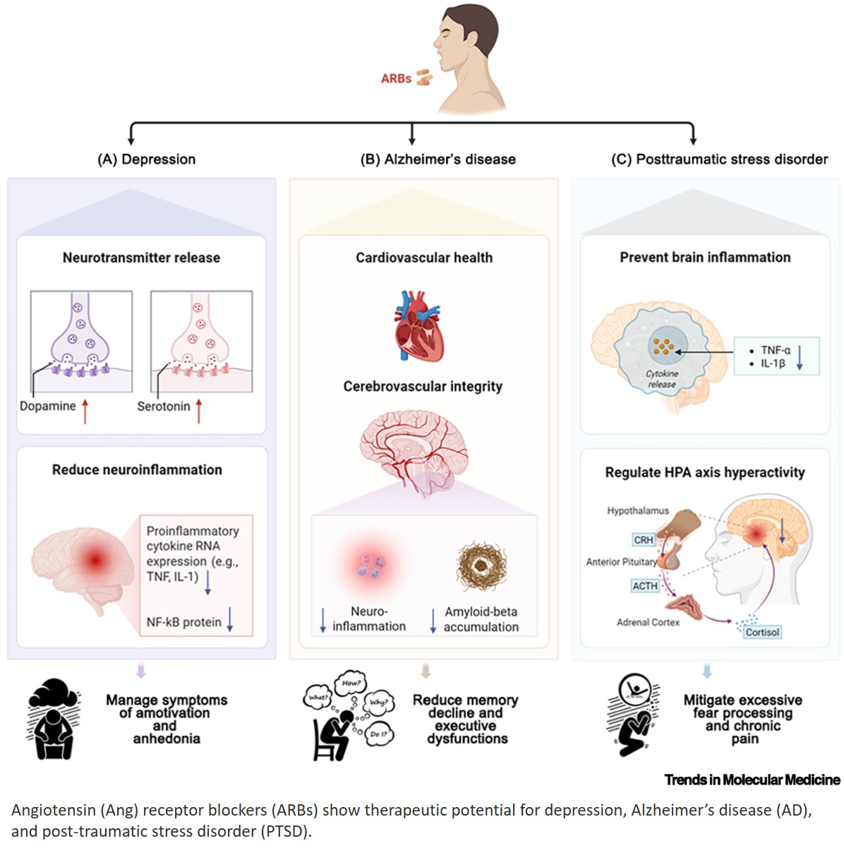 Renin–angiotensin system: a novel target for brain health