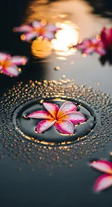 Plumeria Flower Water Reflection Golden Sunset